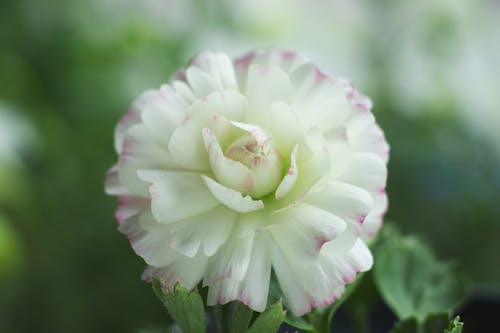 A white and pink flower with green leaves