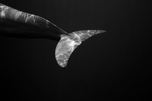 A black and white photo of a whale tail