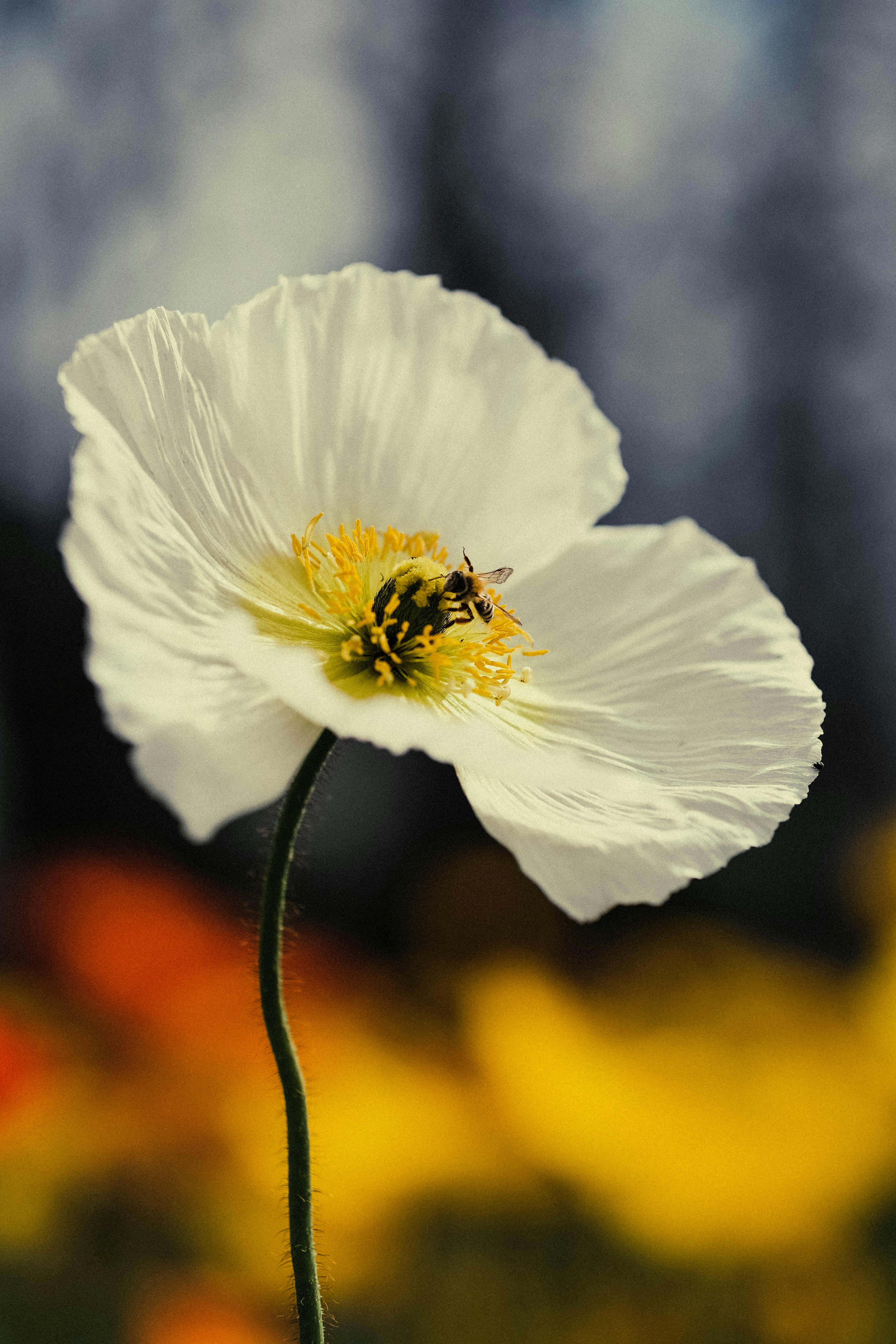 Close-up of a white poppy with a bee pollinating. Vibrant spring scene outdoors.