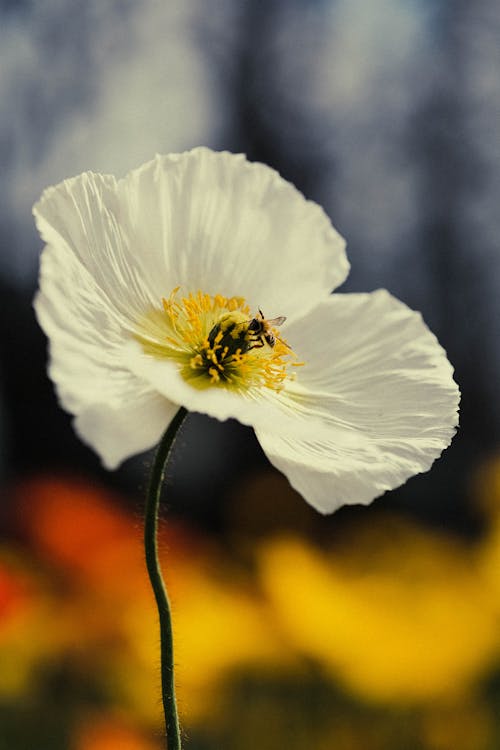 Безкоштовне стокове фото на тему «Бджола, Біла квітка, вертикальні постріл»