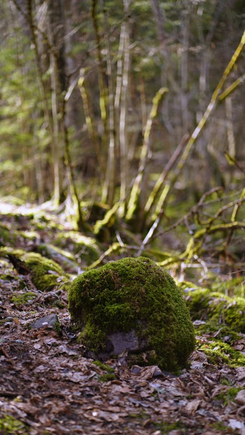 Moss on Rock in Forest