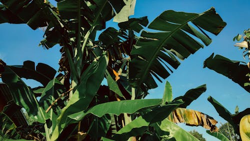 Banana trees with green leaves and unripe bananas