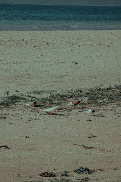 A group of birds are standing on a beach