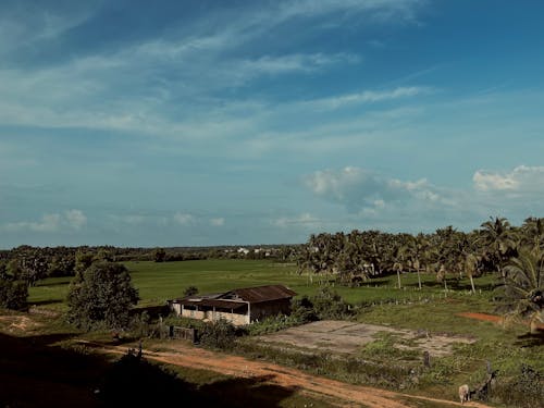 Photos gratuites de arbres, campagne, chemin de terre