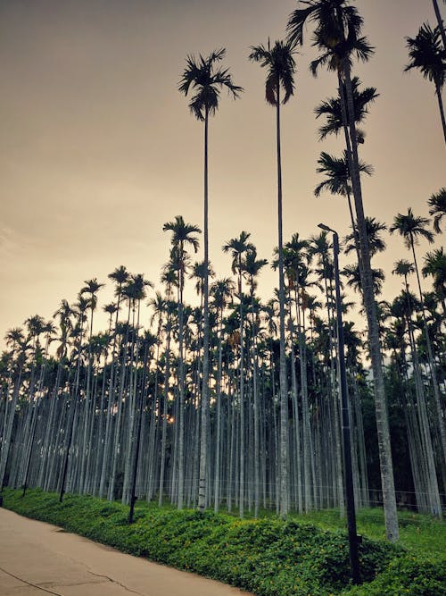 Fotos de stock gratuitas de árboles de bambú, cielo de la tarde, cielo impresionante