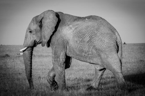 Immagine gratuita di bianco e nero, elefante, focus selettivo