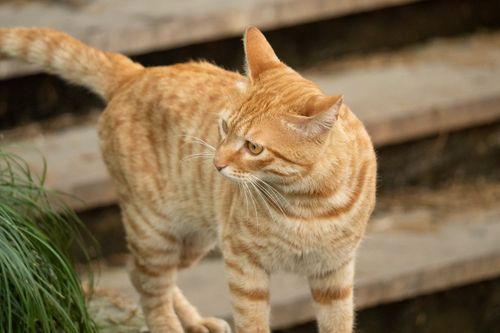 Free Adorable ginger cat with stripes and long tail on outdoor wooden stairs in Hangzhou. Stock Photo