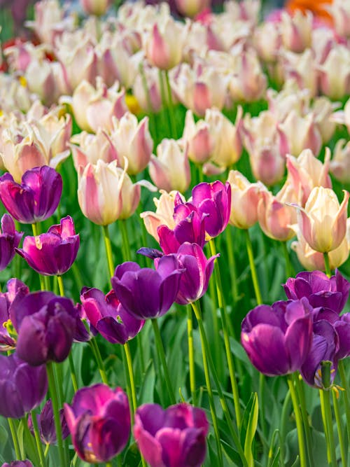 Abundance of Tulips on Meadow