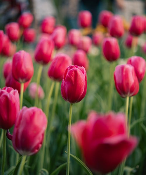 Abundance of Pink Tulips on Meadow