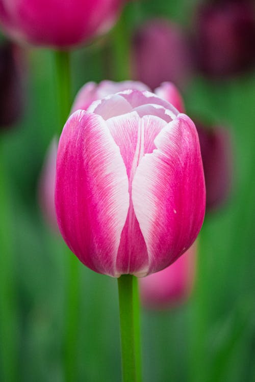 Pink Tulip Petals