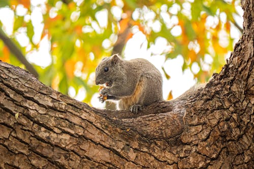 Foto profissional grátis de alimento, árvore, esquilo pallas