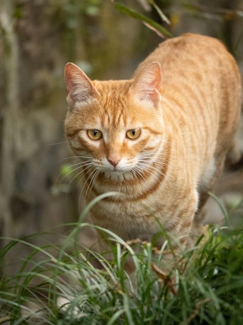 Free A ginger cat prowls through lush grass in Hangzhou, China, showcasing its natural beauty. Stock Photo