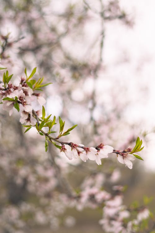 Fotos de stock gratuitas de cereza, enfoque selectivo, floraciones