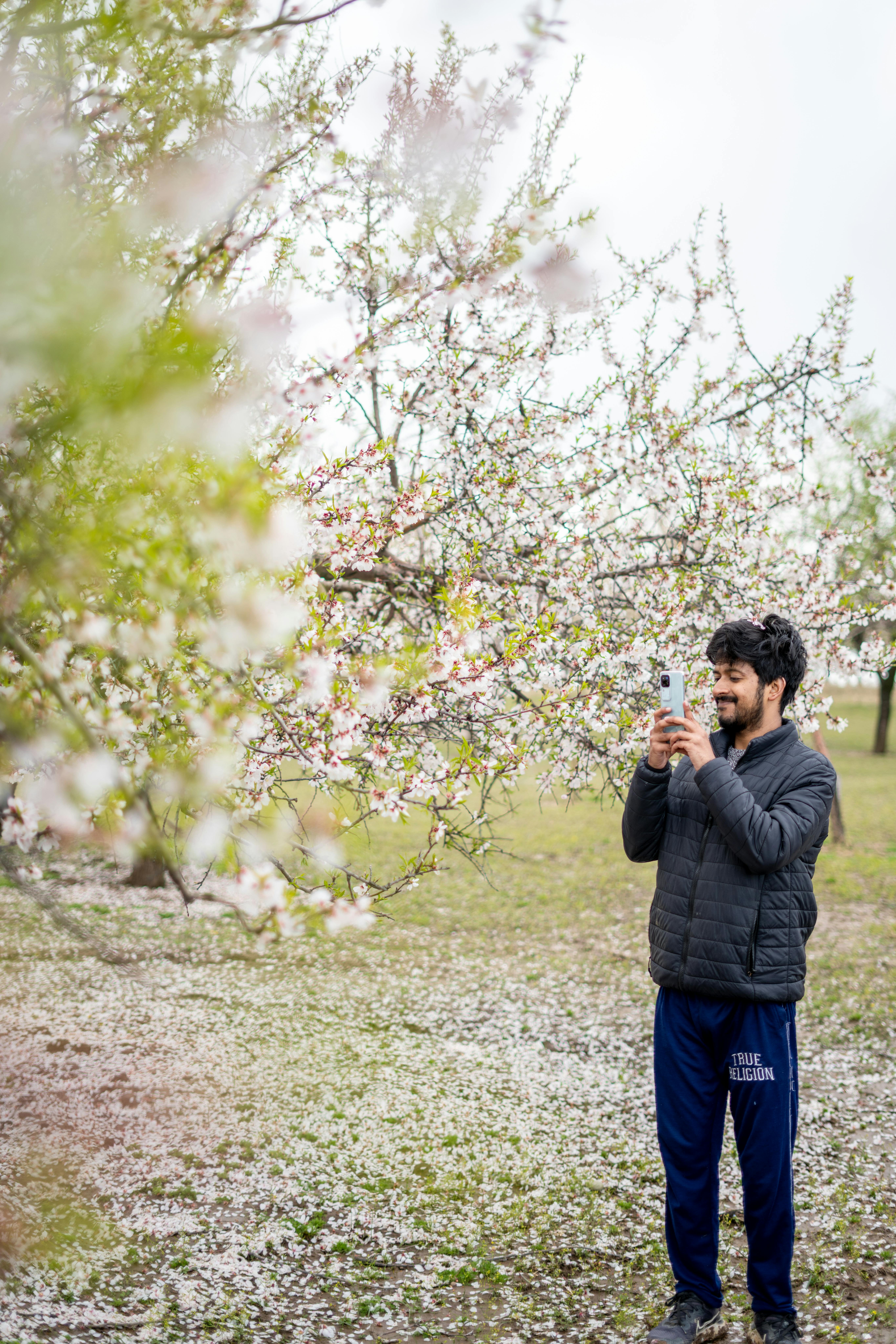 Cherry Blossom Pictures Photos, Download The