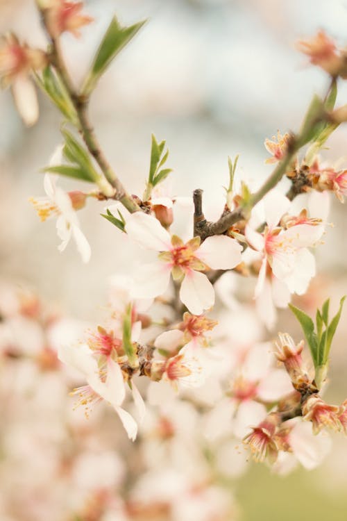 A close up of a branch with pink flowers