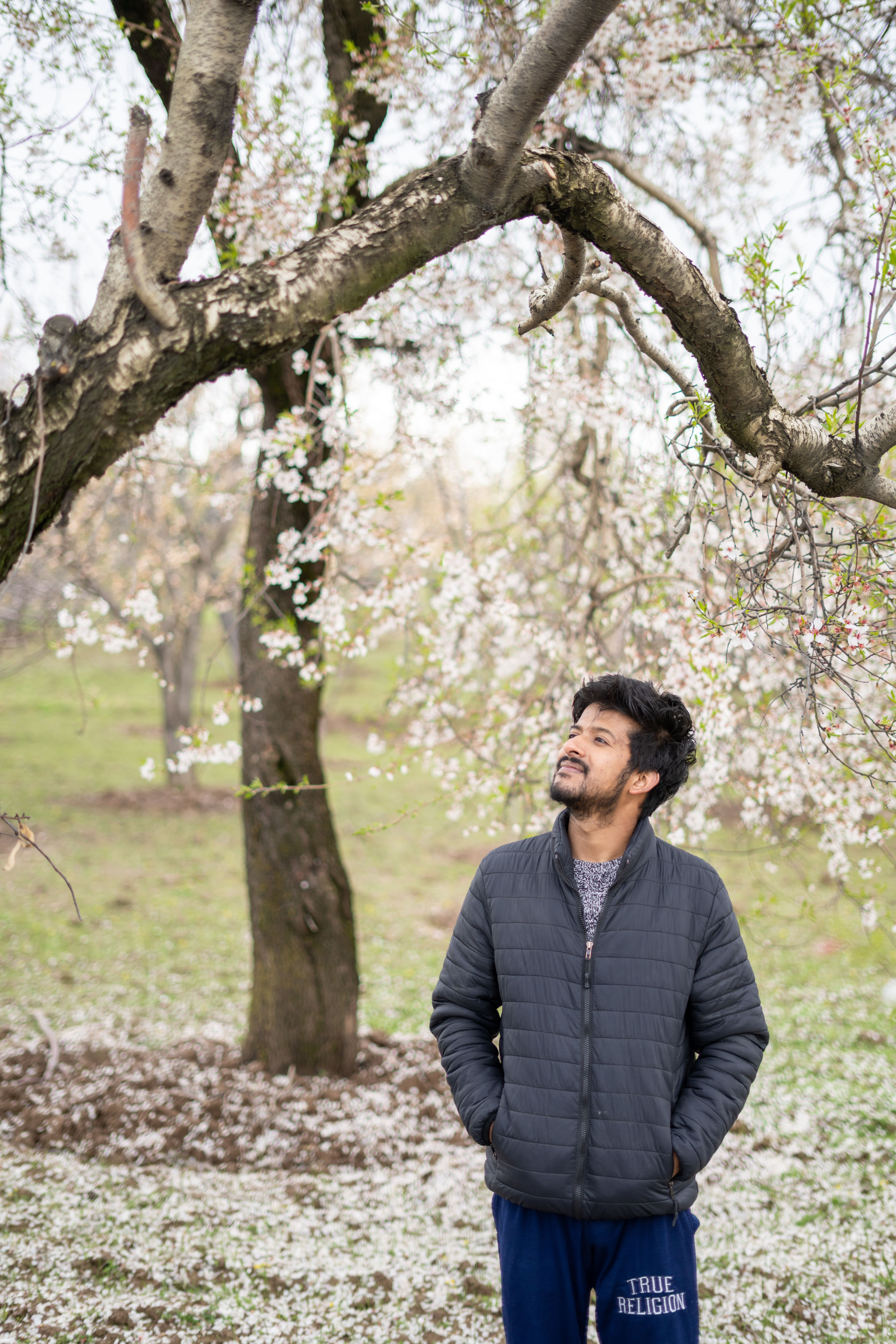 Man in Jacket Standing under Cherry Tree in Spring · Free Stock Photo