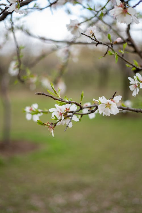 Gratis lagerfoto af blomster, fjeder, gren