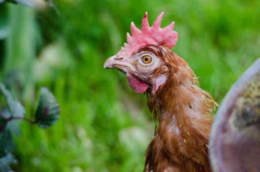 Poulet au Marengo