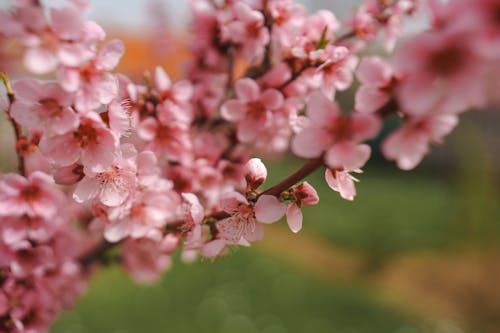 peach tree flowers