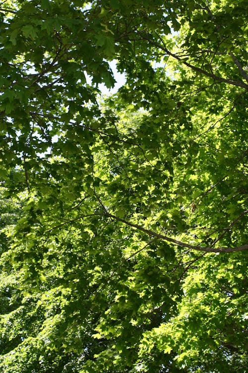 Бесплатное стоковое фото с зеленый, лето, природа