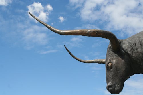 Gratis stockfoto met bizon