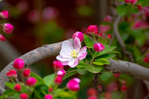 Бесплатное стоковое фото с весна, дерево, крупный план