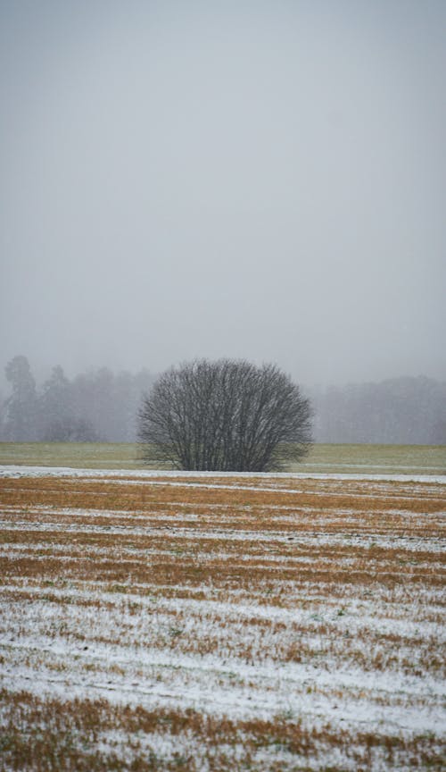 Snow on Field in Countryside