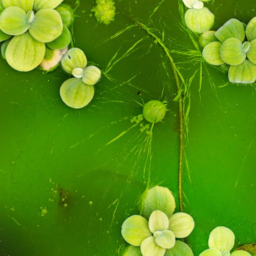 Green algae with small flowers in the middle