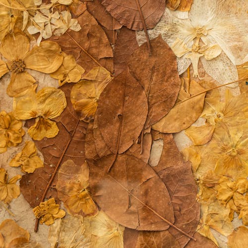 A close up of dried leaves and flowers