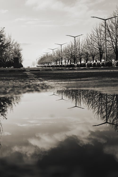 Darmowe zdjęcie z galerii z czarno-biały, deszcz, drzewo