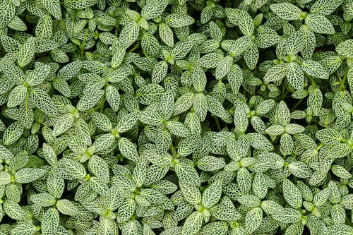 A close up of a green plant with small leaves