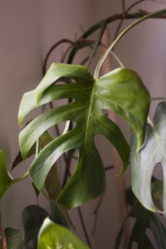 Close-up of green monstera leaves indoors with natural light