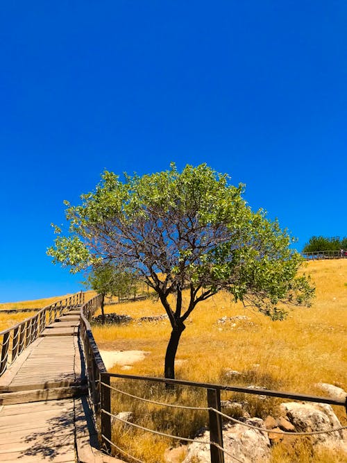 Tree and Footpath on Hill in Countryside