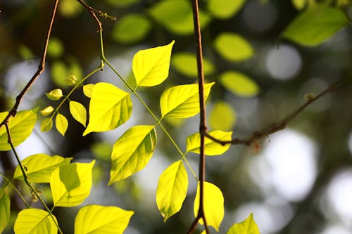 Photos gratuites de couleur vive, été, printemps