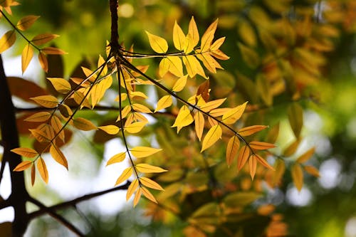 Photos gratuites de coloré, feuilles, feuilles fraîches