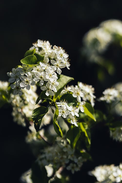 A close up of white flowers on a tree