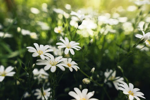 White daisies in the sun