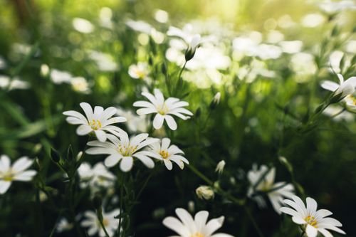 Free A close-up of white chamomile flowers blooming in a green meadow under sunlight. Stock Photo