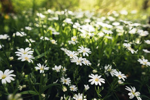 A field of white daisies with sunlight shining through