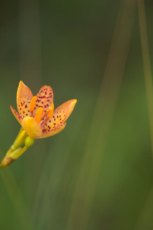 Foto d'estoc gratuïta de enfocament selectiu, flor, fons verd