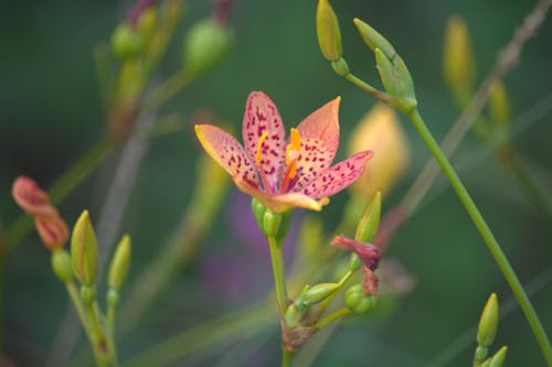 Gratis lagerfoto af botanik, brombær lilje, iris domestica