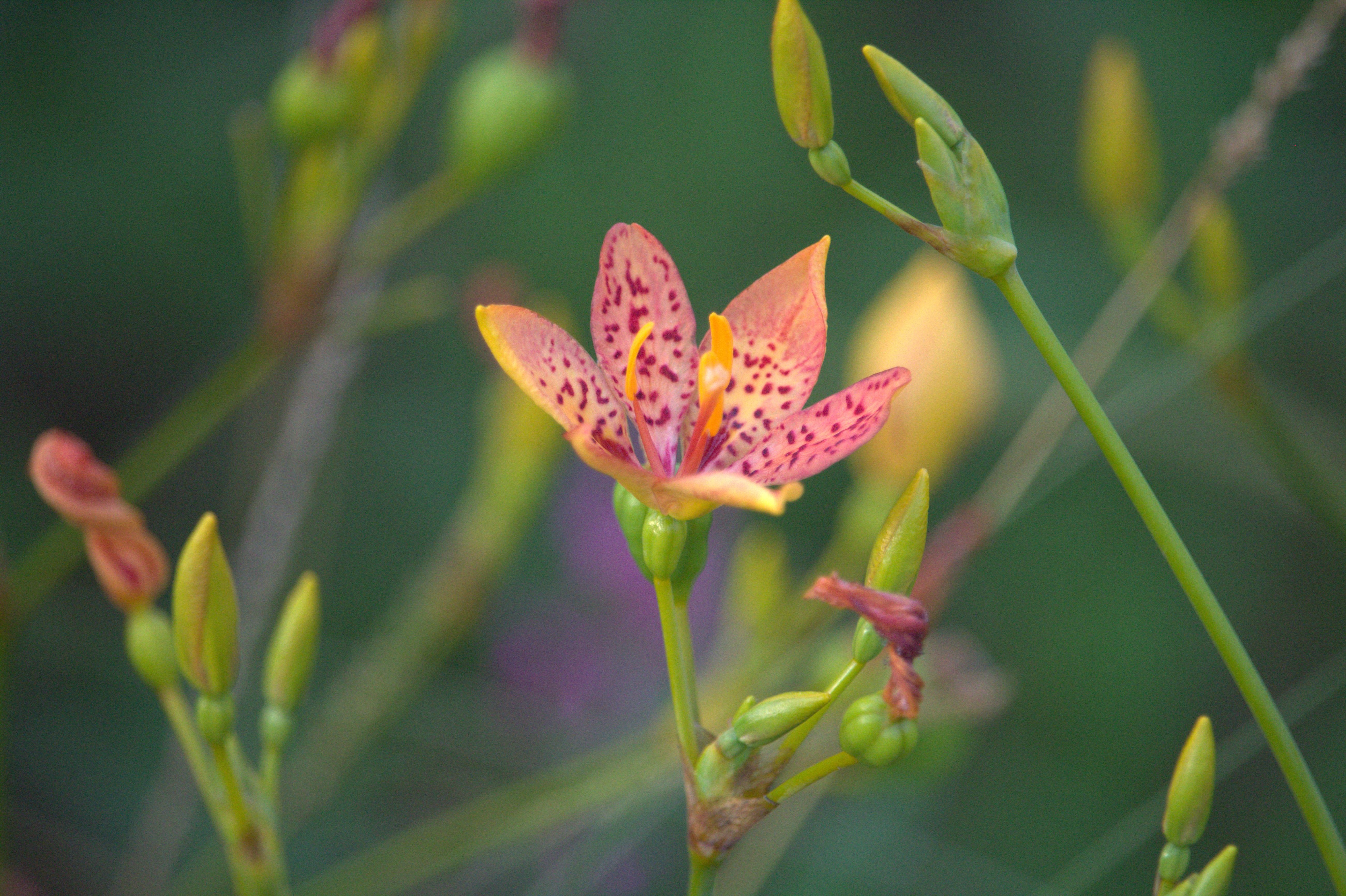 Leopard Flower Photos, Download The BEST Free Leopard Flower Stock ...
