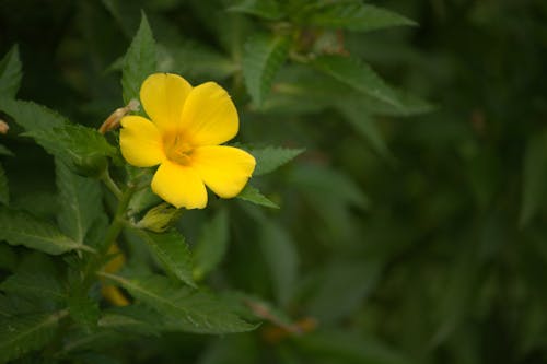 Foto d'estoc gratuïta de botànica, enfocament selectiu, flor