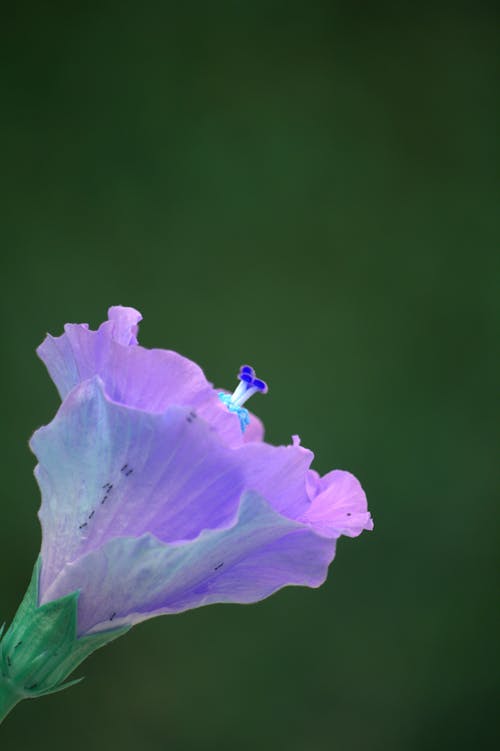 Kostenloses Stock Foto zu blume, blütenblätter, lila