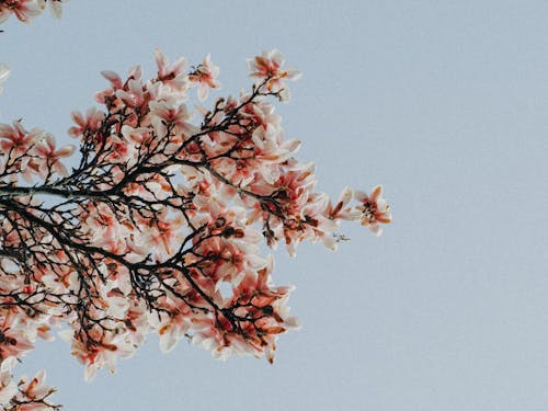 Бесплатное стоковое фото с весна, ветви, дерево