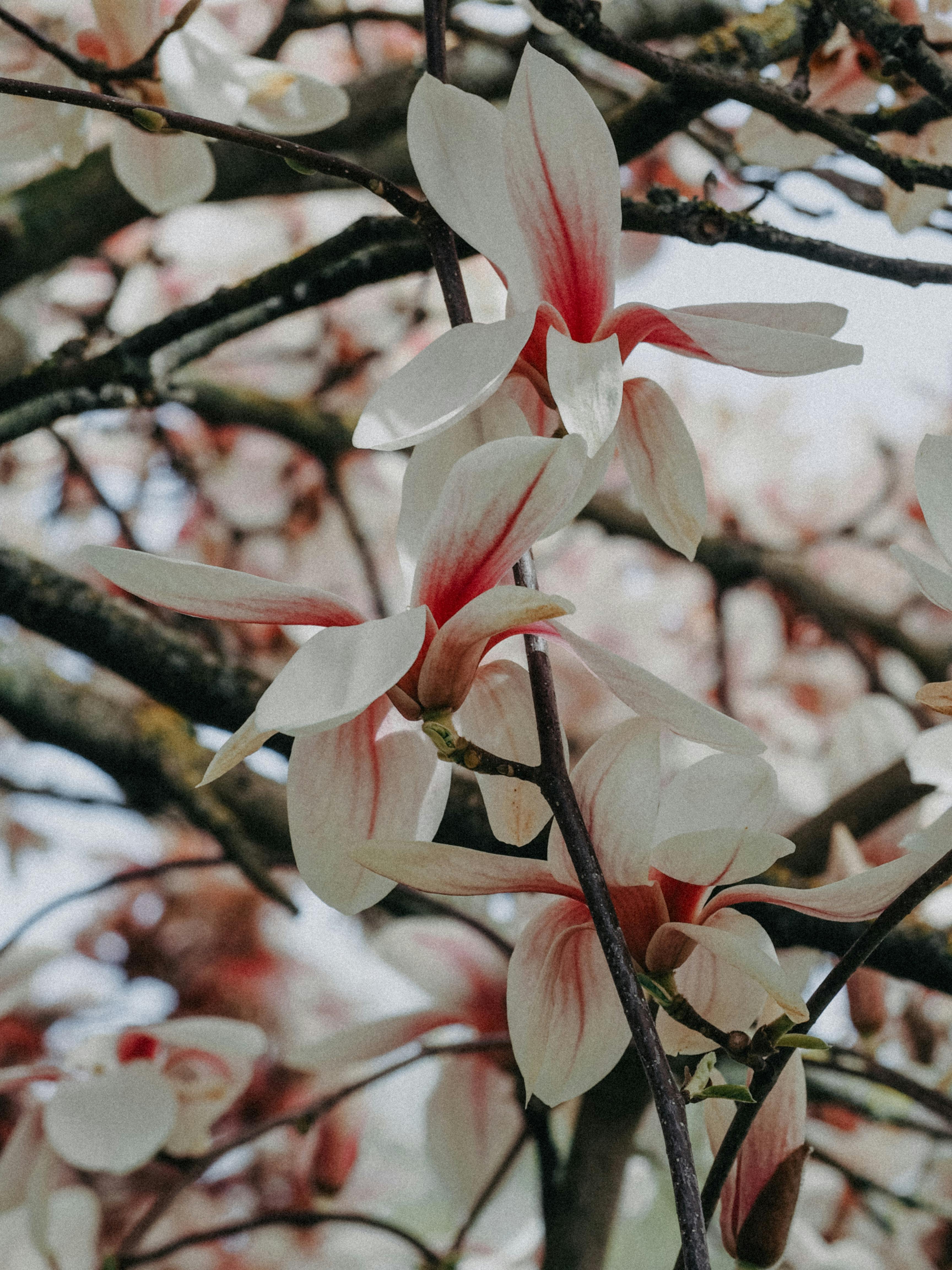 Close-up of delicate white and pink magnolia flowers blooming on branches in spring.