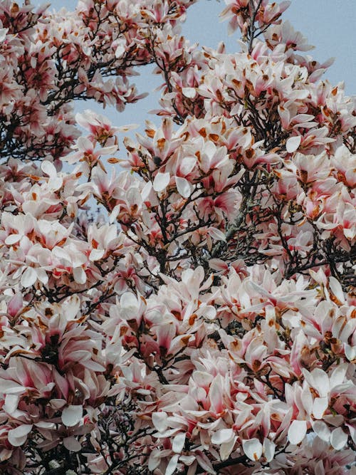 Foto d'estoc gratuïta de arbre, blanc, flors
