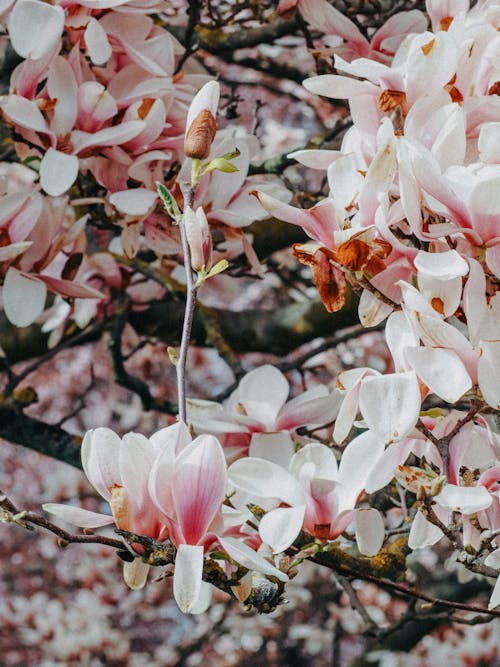 Foto d'estoc gratuïta de blanc, enfocament selectiu, flors