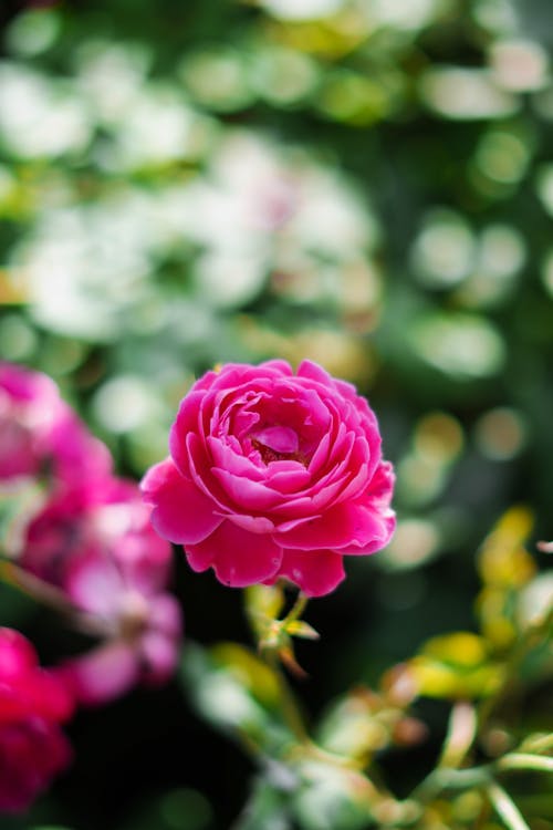 Foto d'estoc gratuïta de enfocament selectiu, flor, natura