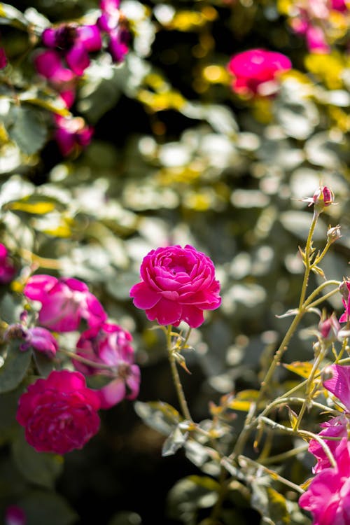 Immagine gratuita di bel fiore, bocciolo, fiore rosso